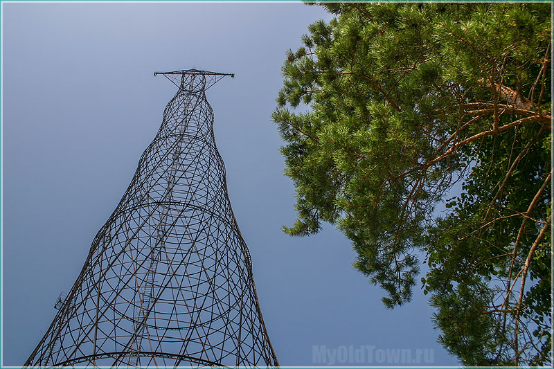 Башня Шухова и высокая сосна. Фото