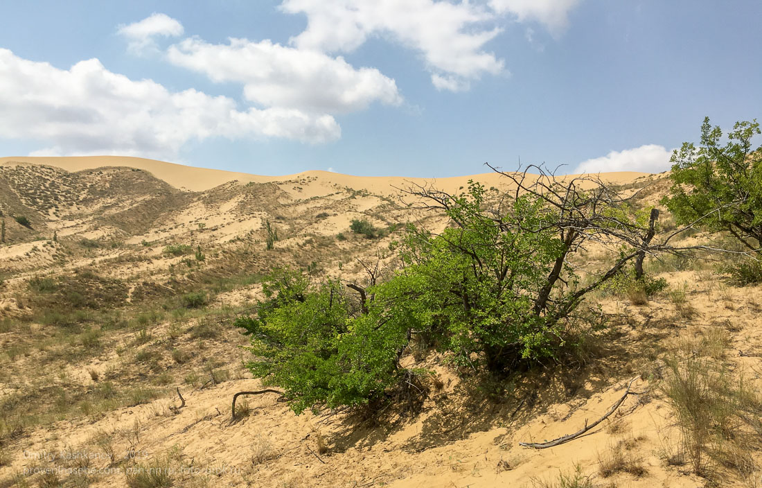 Растительность на краю пустыни. Бархан Сарыкум. Дагестан