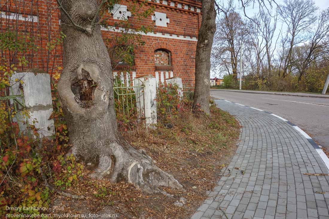 Правдинск. Калининградская область. Старое дерево с большим дуплом