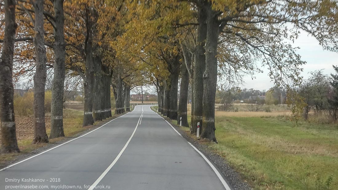 Дорога в Правдинск. Деревья вдоль дорог