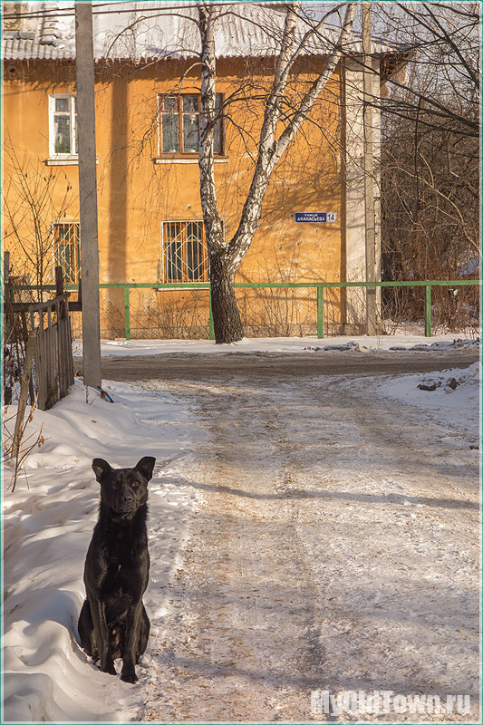 Портрет черной собаки. Улица Афанасьева. Нижний Новгород. Фото