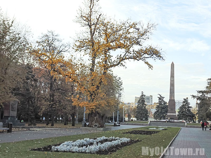 Волгоград. Тополь на Аллее Героев. Осеннее фото