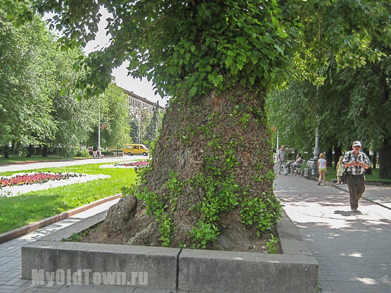 Тополь на Аллее Героев. Фото Волгограда