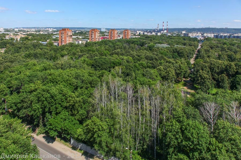 Сухие деревья в Автозаводском парке. Здесь могут построить аквапарк. Фото