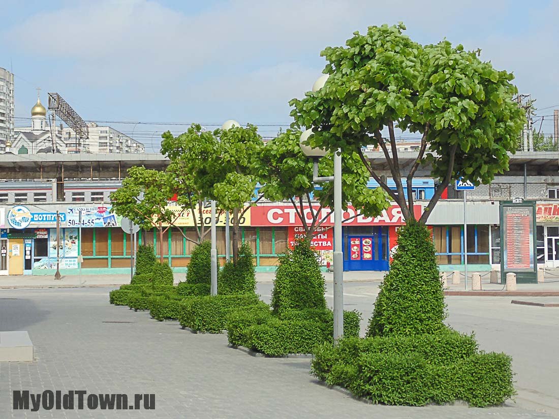 Фото деревьев (липы) на перекрестке улиц Коммунистической и  имени 13-й Гвардейской дивизии. Весна 2016 года